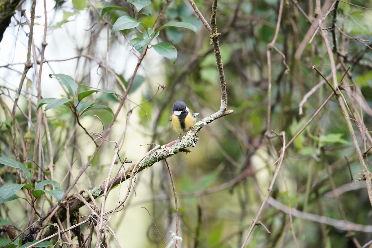 Green-backed Tit - ML620675092