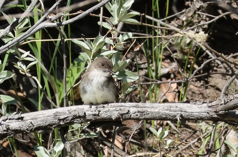 Eastern Phoebe - ML620675093