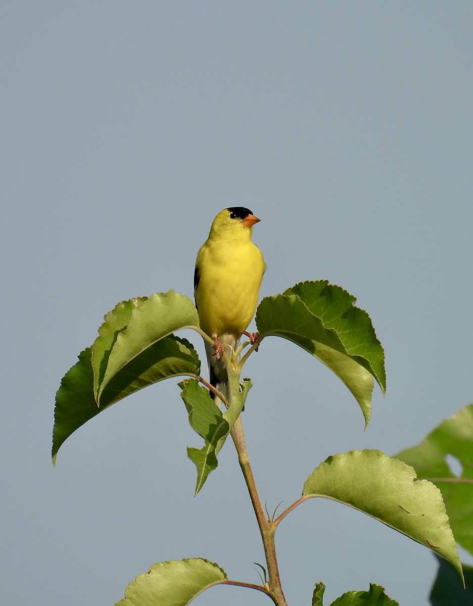 American Goldfinch - ML620675101