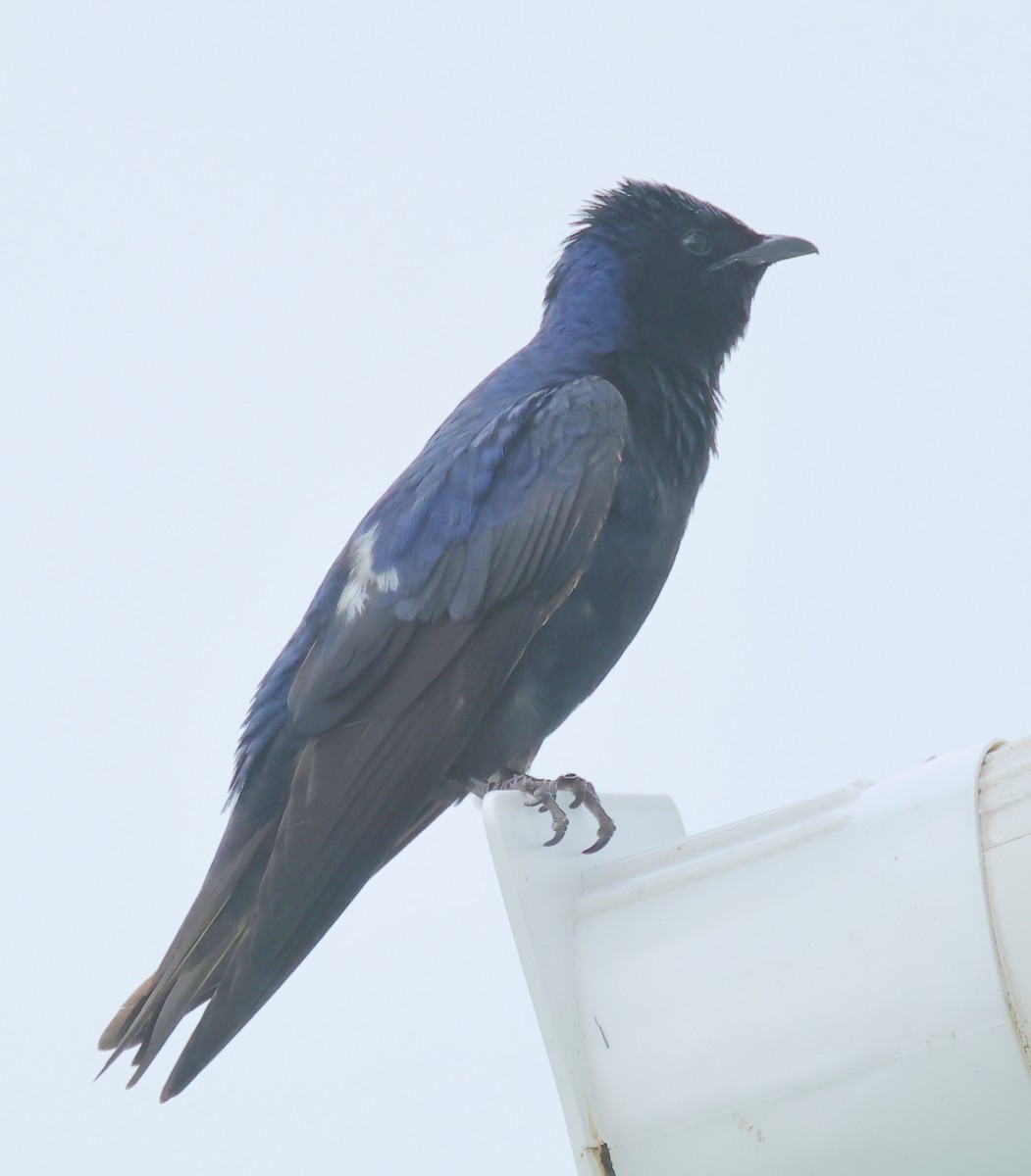 Purple Martin - ML620675106