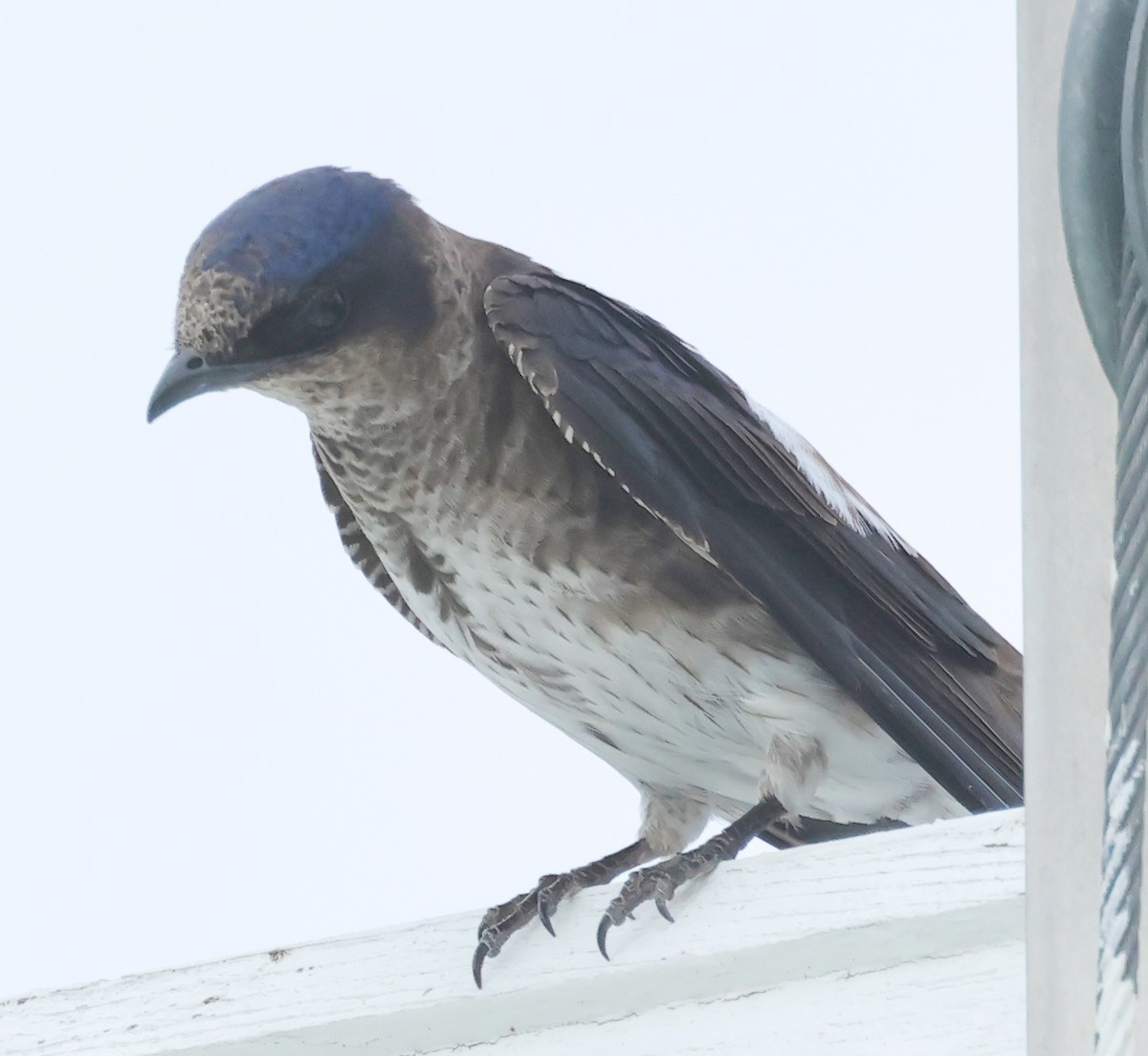 Purple Martin - ML620675107