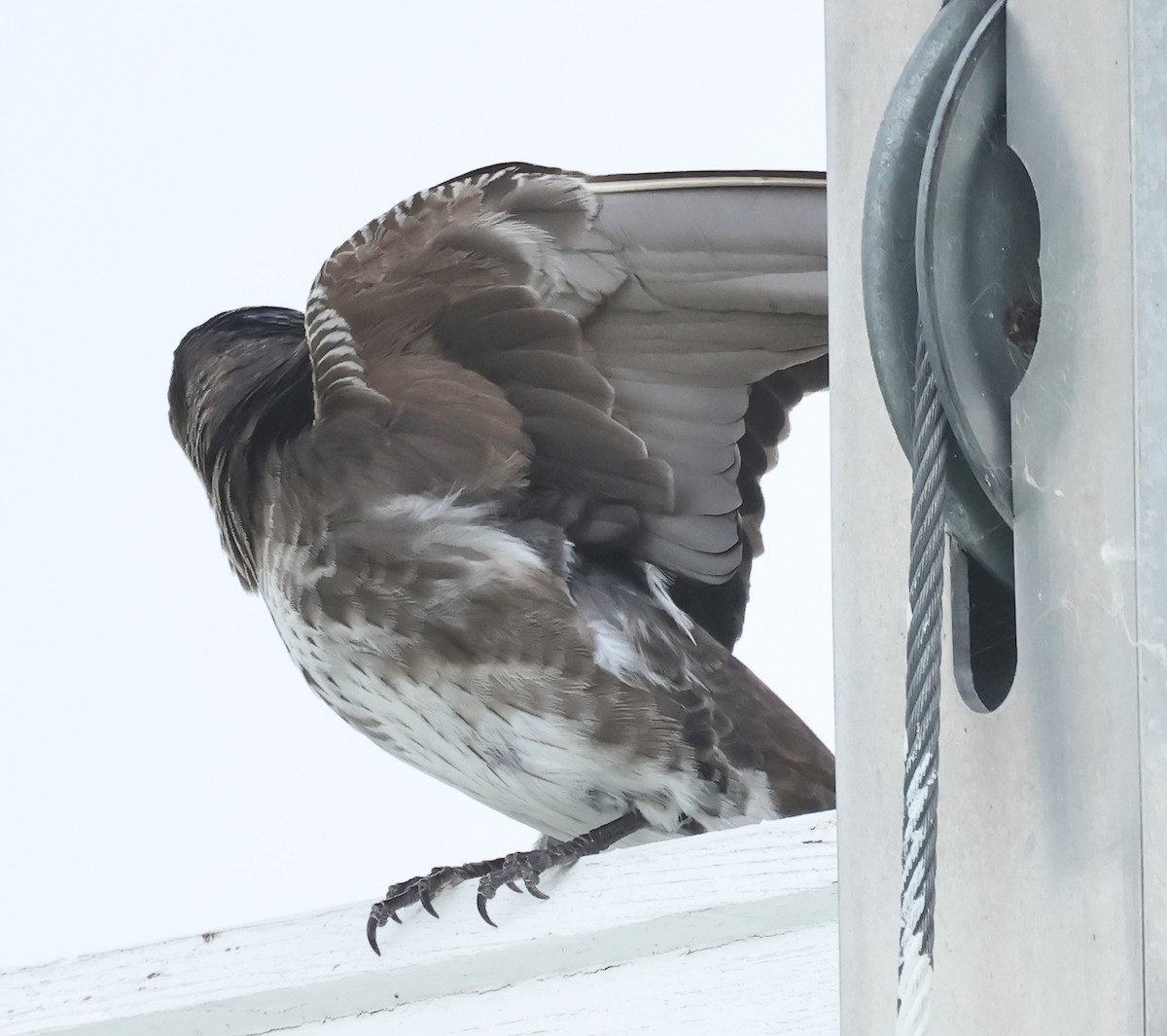 Purple Martin - Dave Czaplak