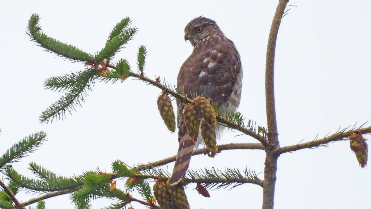 Cooper's Hawk - ML620675109