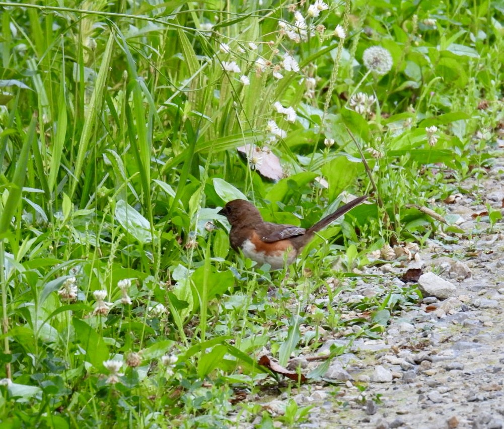 Eastern Towhee - ML620675110