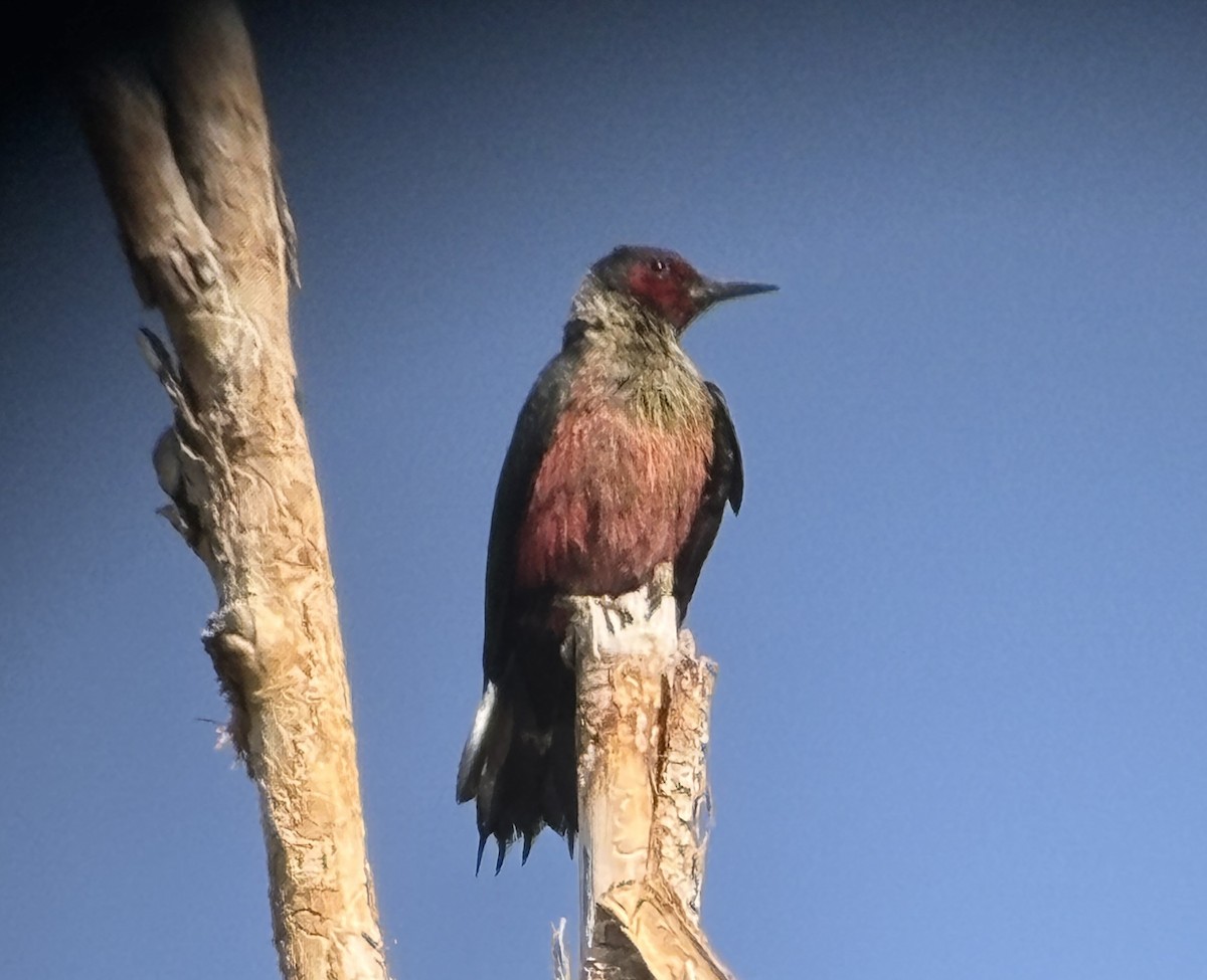 Lewis's Woodpecker - Colin Dillingham