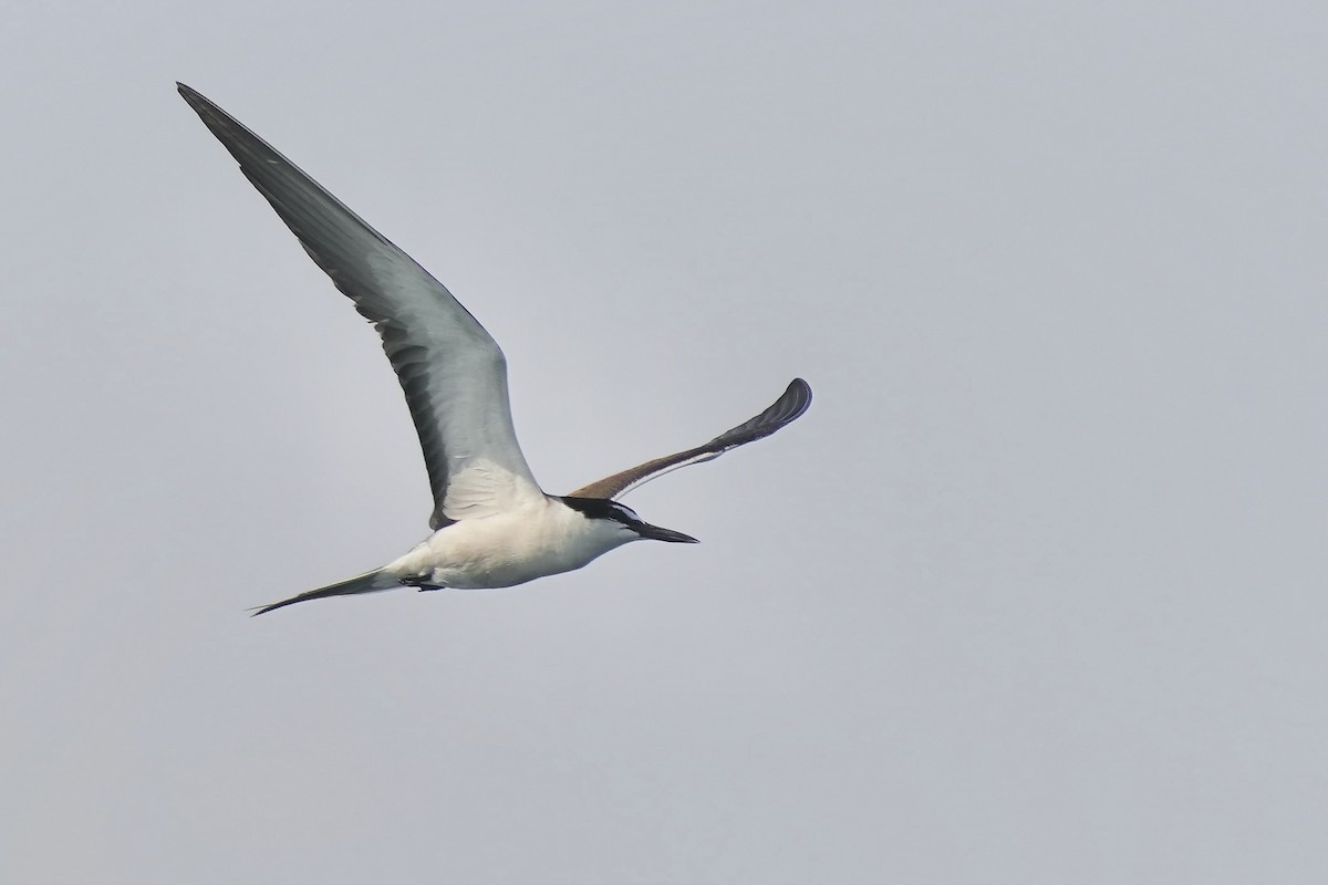 Bridled Tern - ML620675115