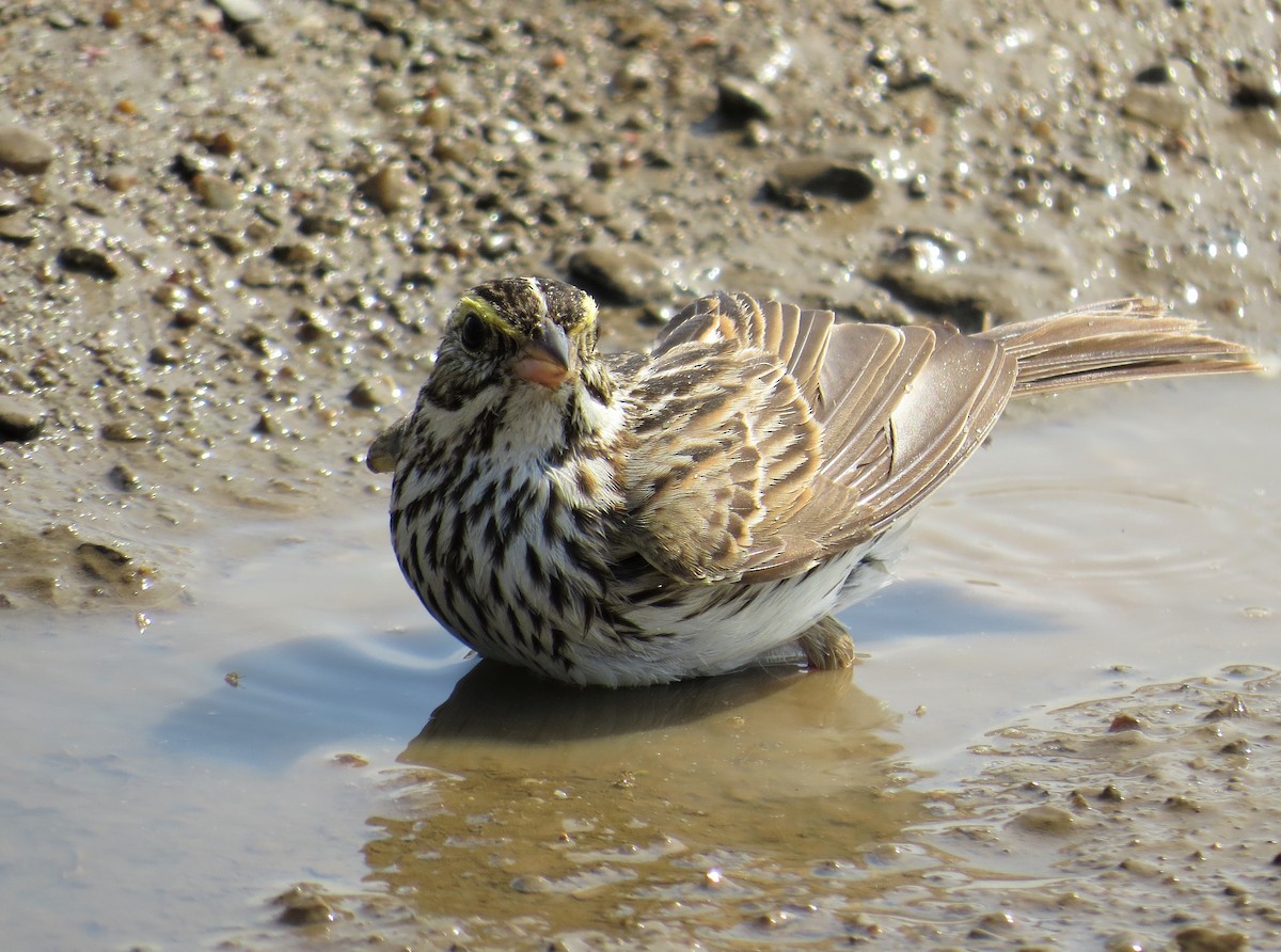 Savannah Sparrow - ML620675116