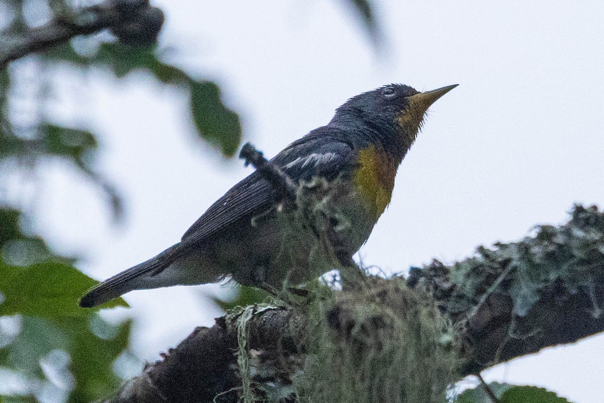 Northern Parula - ML620675121