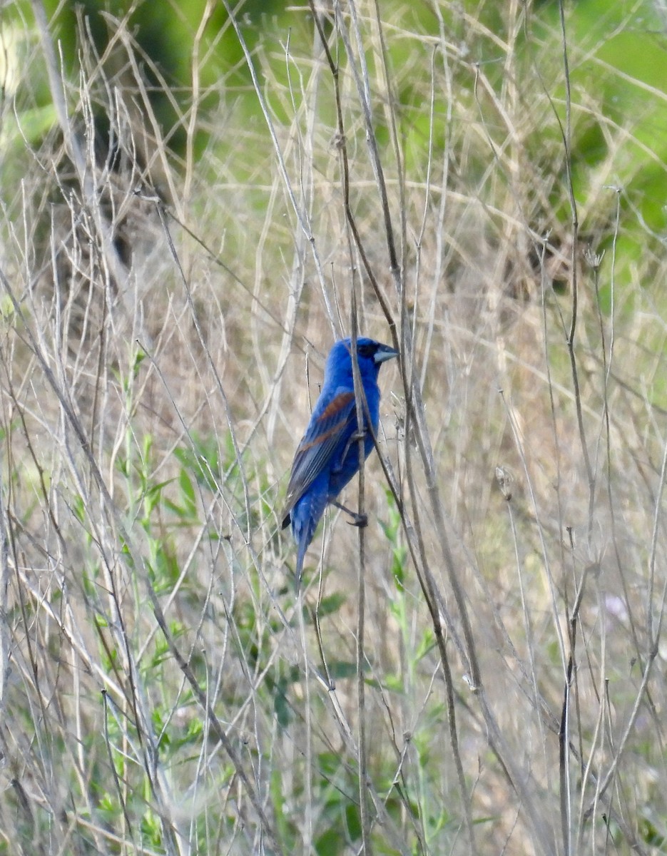 Guiraca bleu - ML620675122