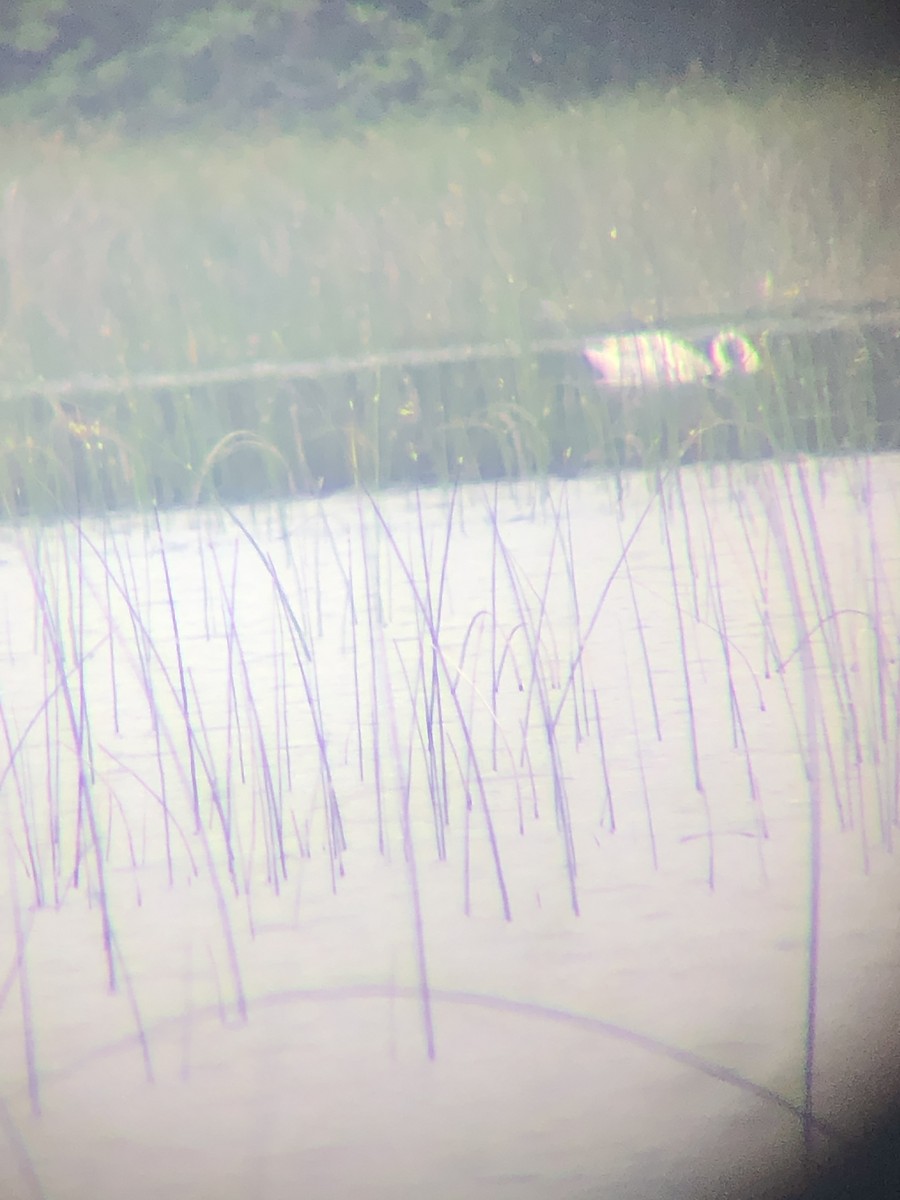 Tundra Swan - ML620675123