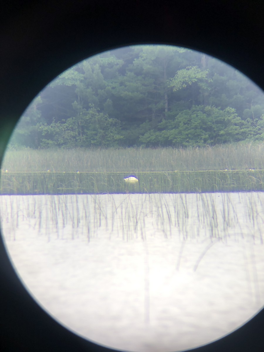 Tundra Swan - ML620675125