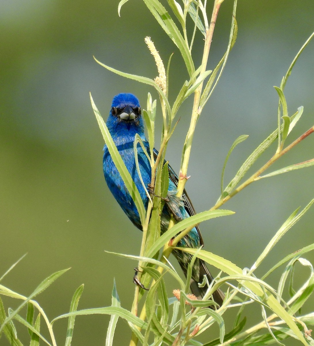 Passerin indigo - ML620675127