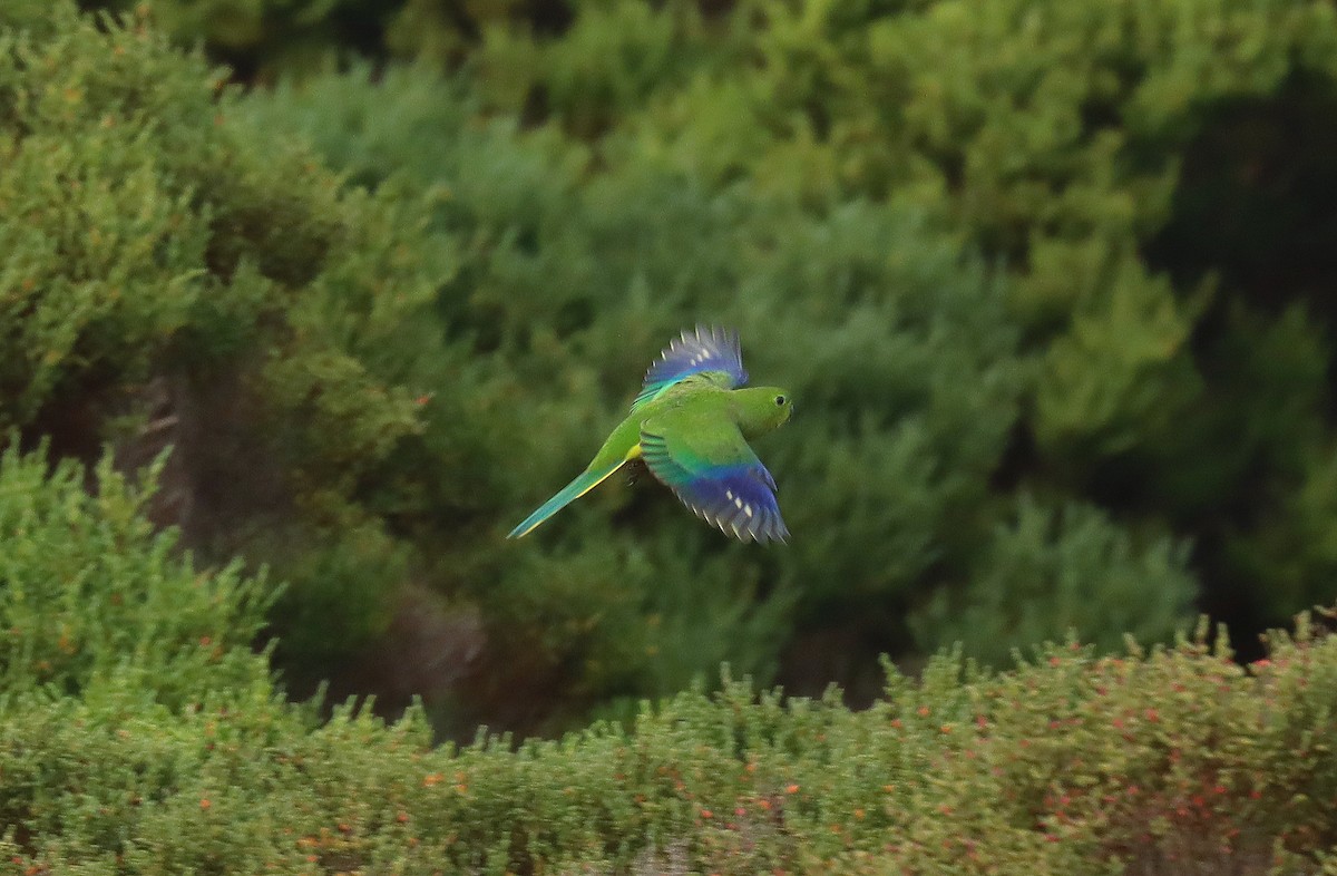 Orange-bellied Parrot - ML620675129