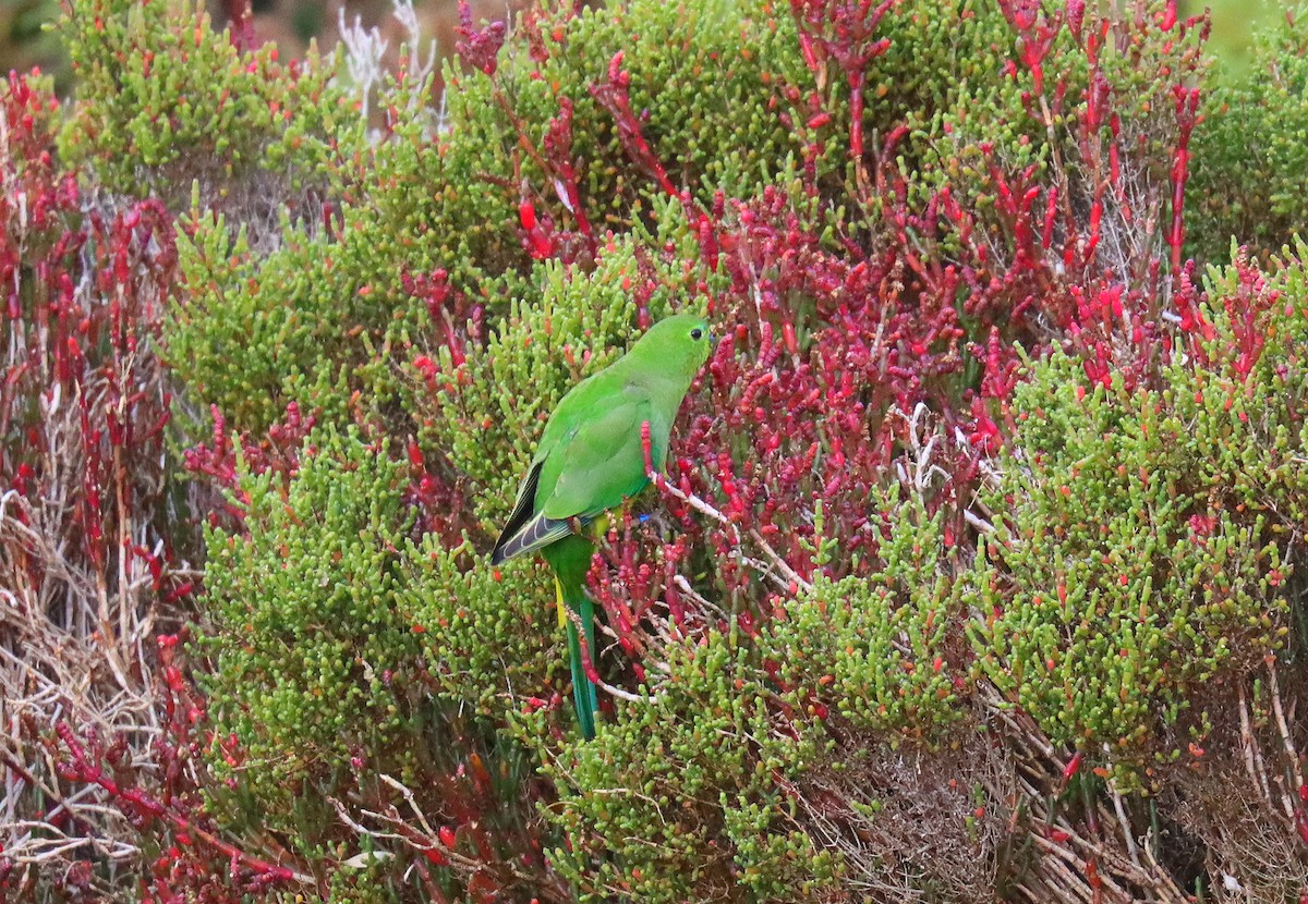 アカハラワカバインコ - ML620675130