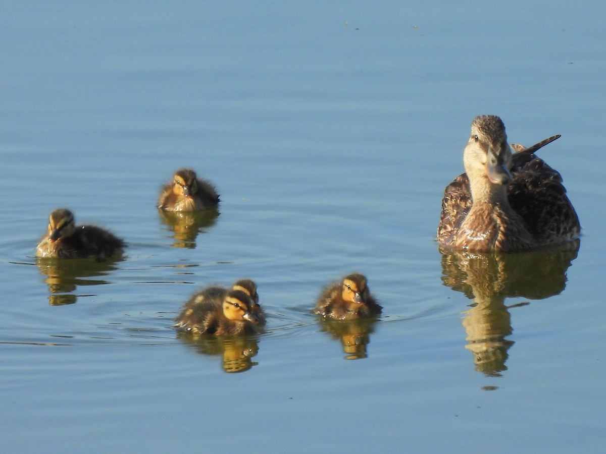 Canard colvert - ML620675138