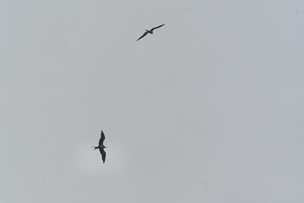 Lesser Frigatebird - ML620675155