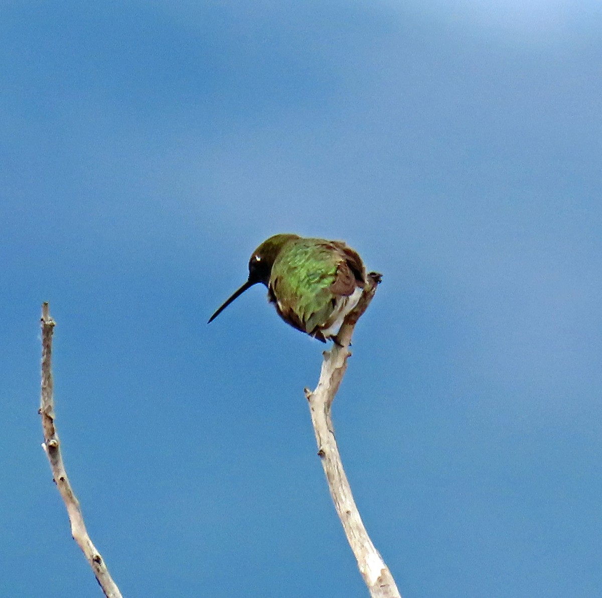 Black-chinned Hummingbird - ML620675158