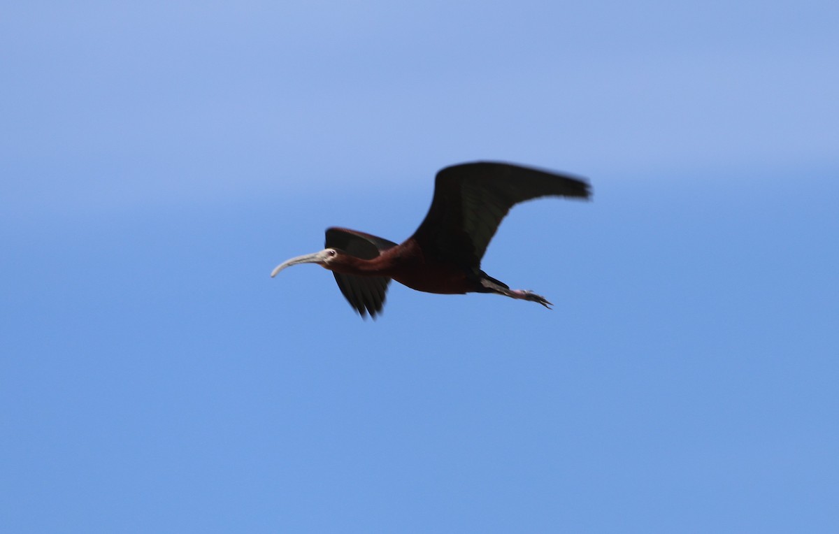 Ibis à face blanche - ML620675159