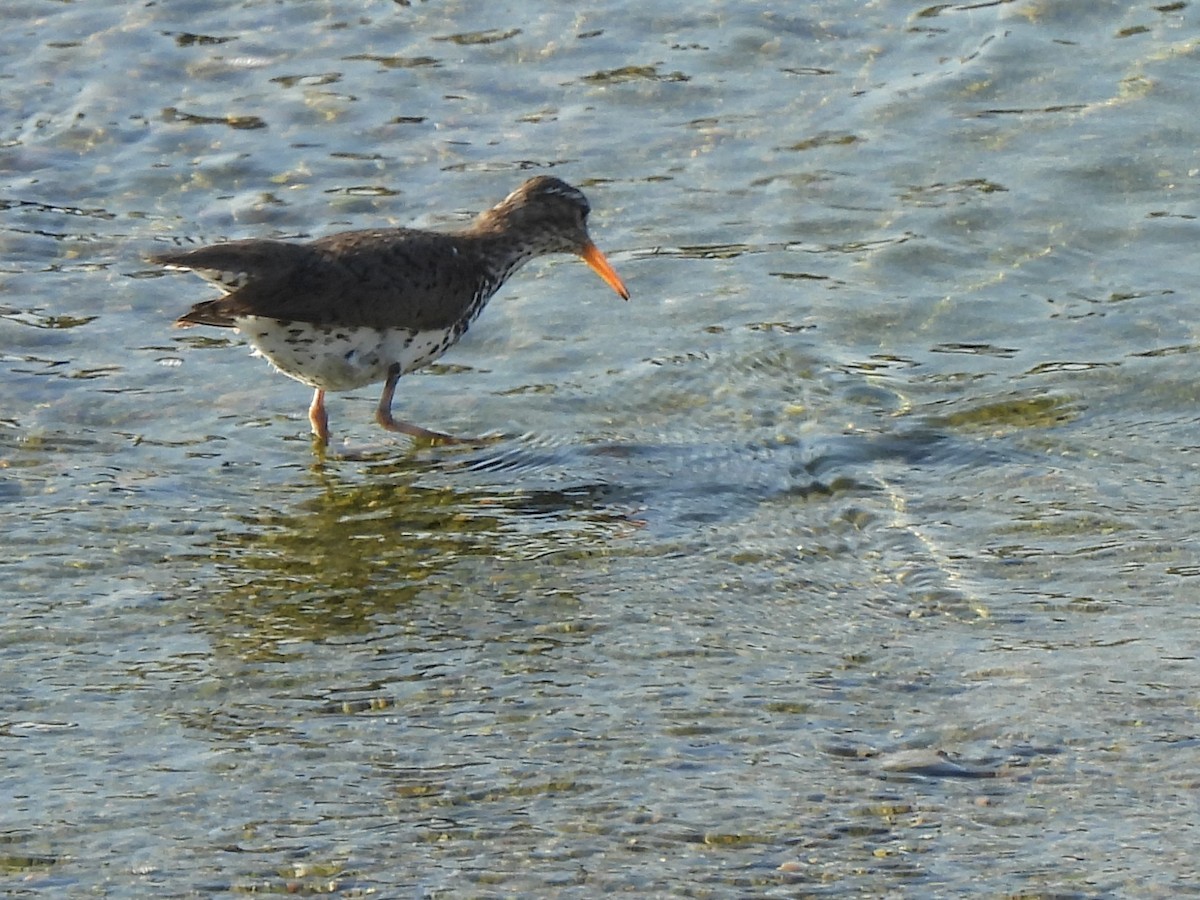 Spotted Sandpiper - ML620675160