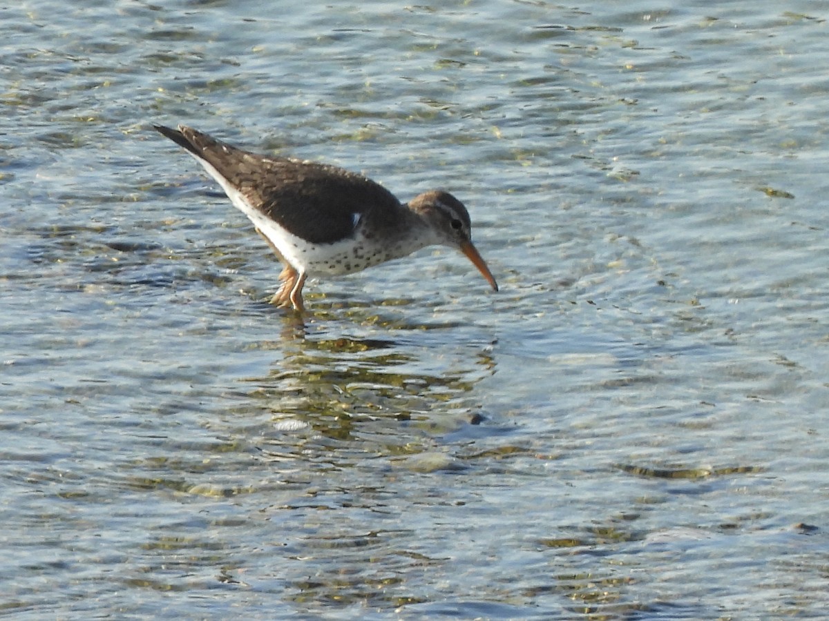 Spotted Sandpiper - ML620675161