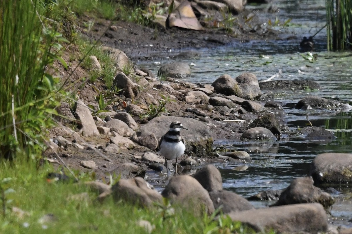 Killdeer - ML620675163