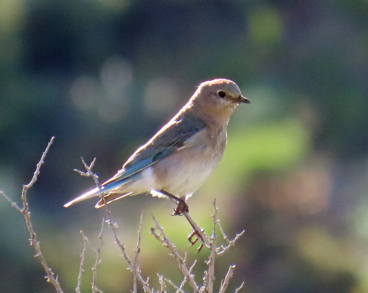 Mountain Bluebird - ML620675166