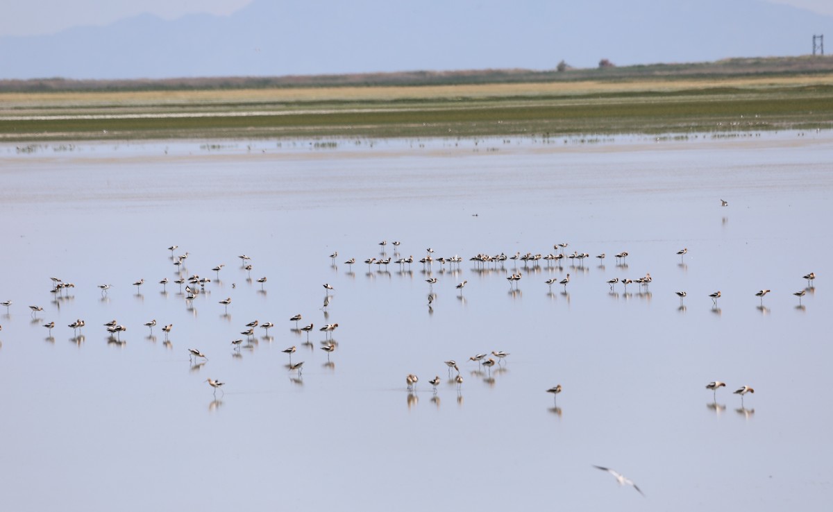 American Avocet - ML620675170