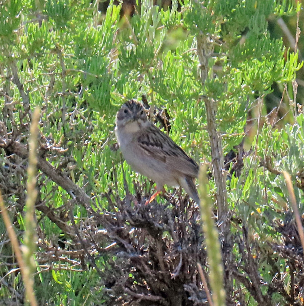 Brewer's Sparrow - ML620675176