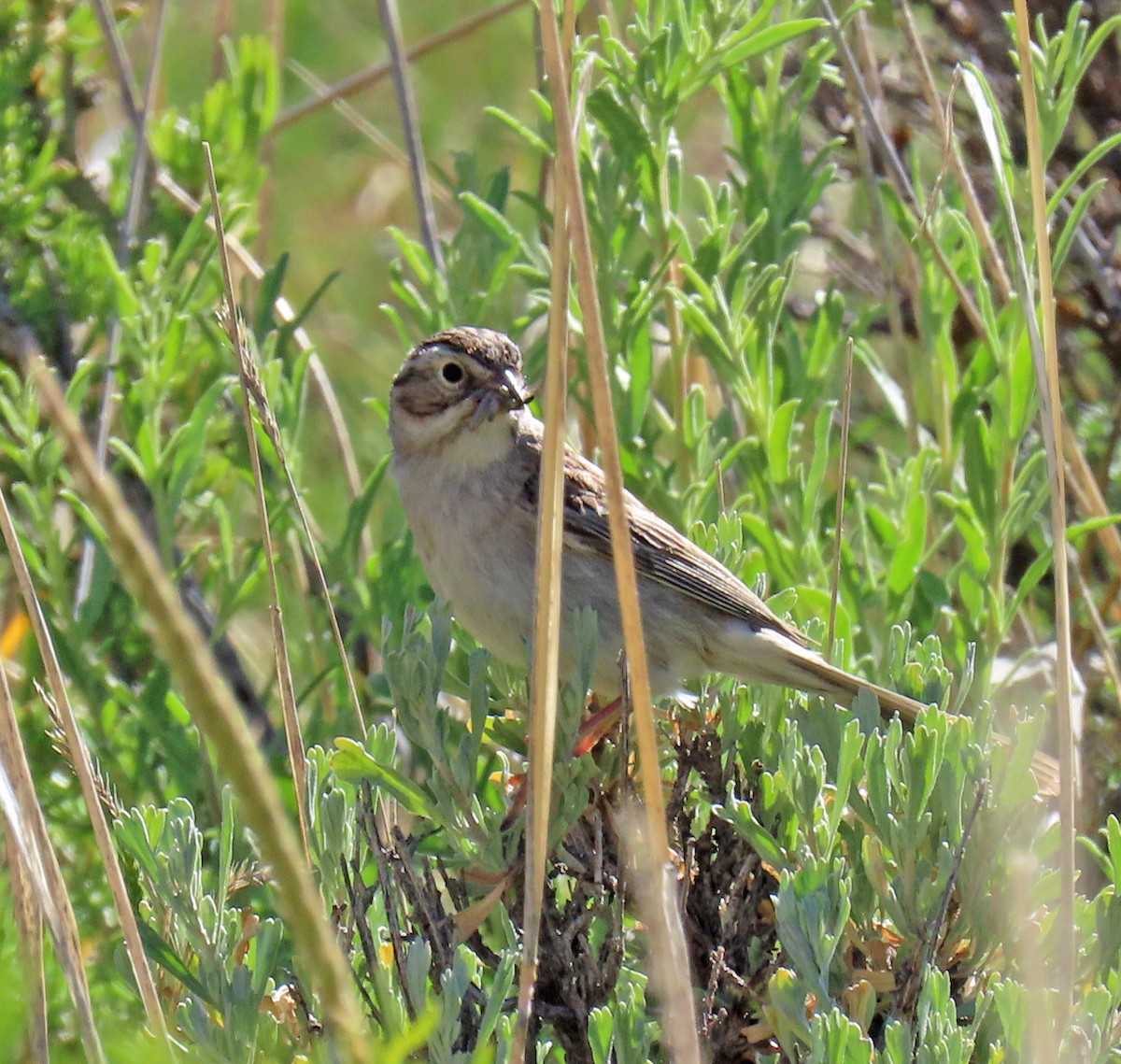 Brewer's Sparrow - ML620675178