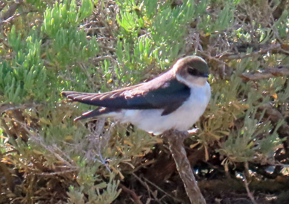 Golondrina Verdemar - ML620675189