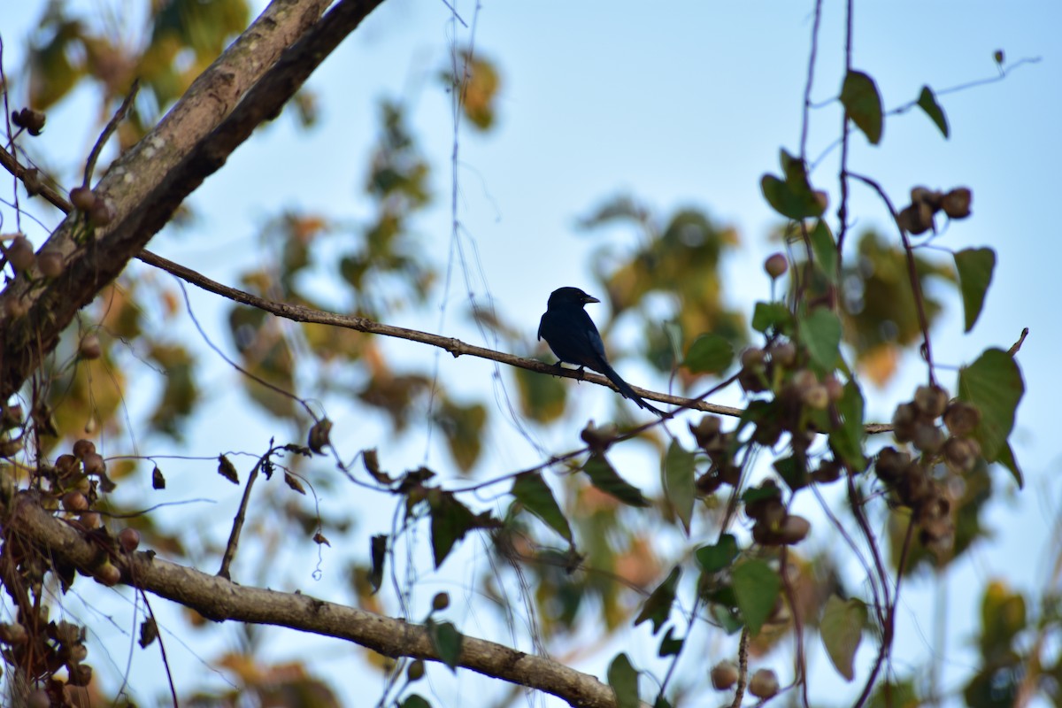 Black Drongo - ML620675192