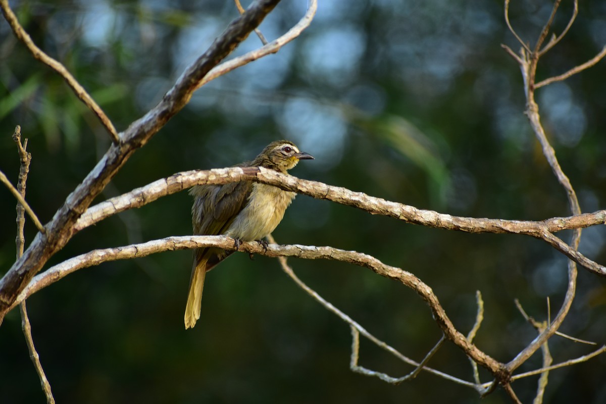 White-browed Bulbul - John Henry