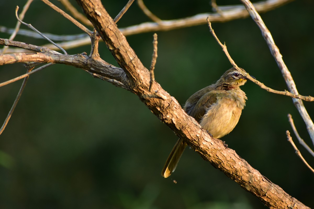 White-browed Bulbul - ML620675195