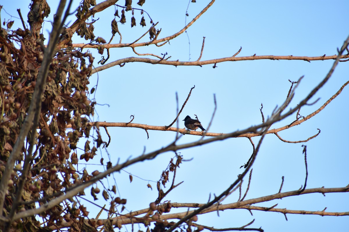 Red-vented Bulbul - ML620675198