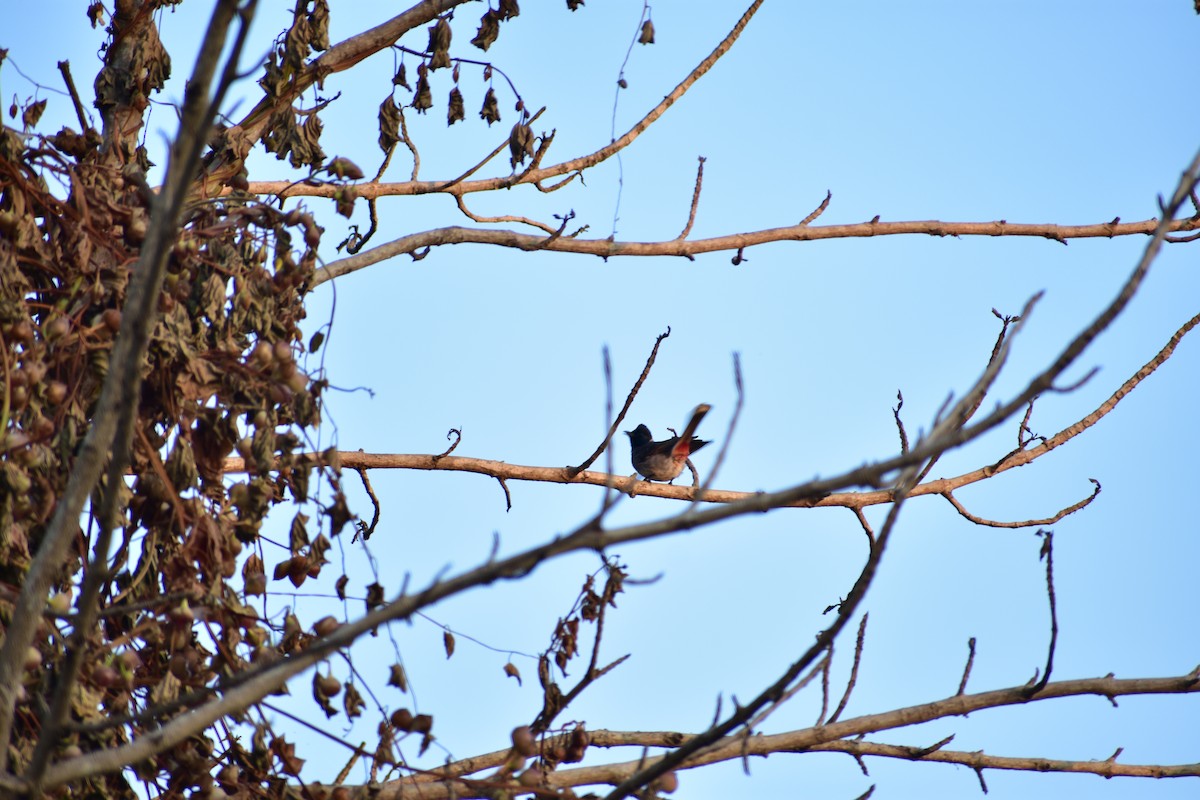 Red-vented Bulbul - ML620675199