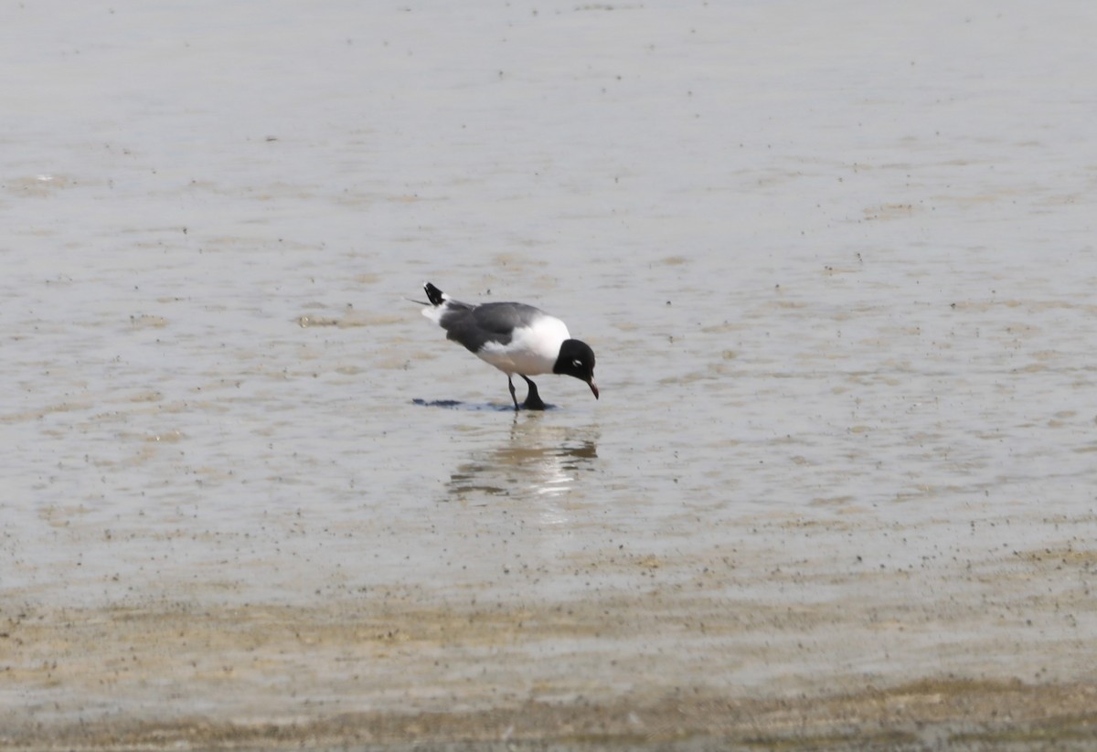 Franklin's Gull - ML620675200