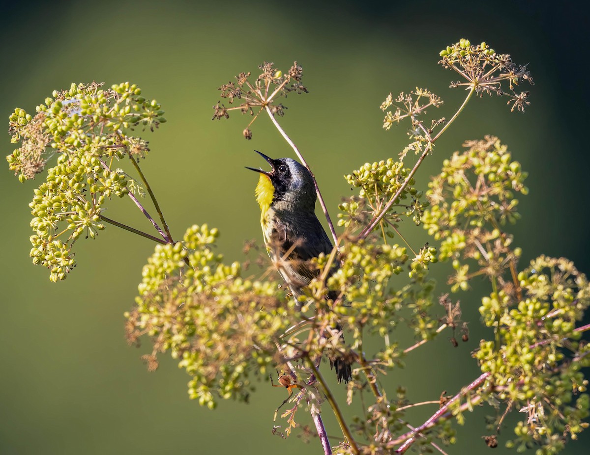 Common Yellowthroat - ML620675205