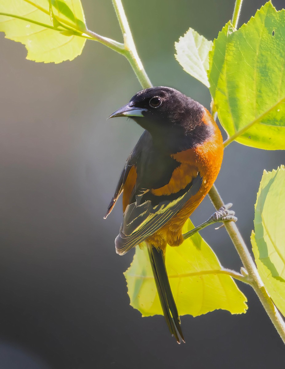 Orchard Oriole - ML620675206