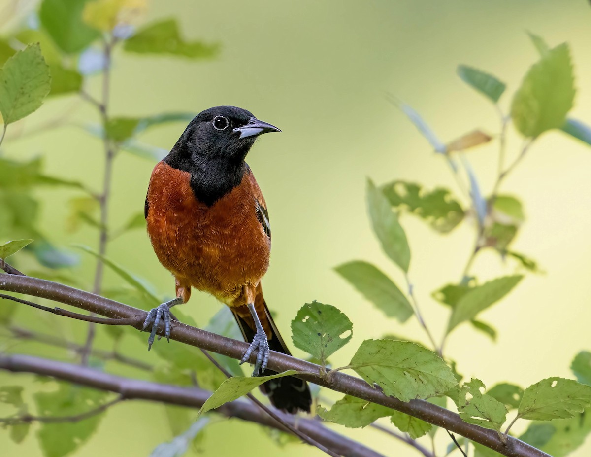 Orchard Oriole - ML620675208