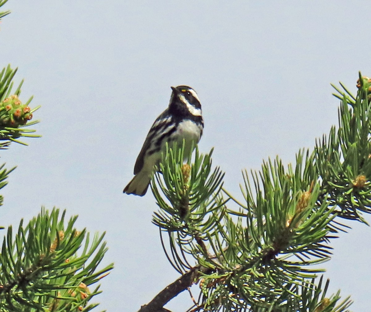 Black-throated Gray Warbler - ML620675212