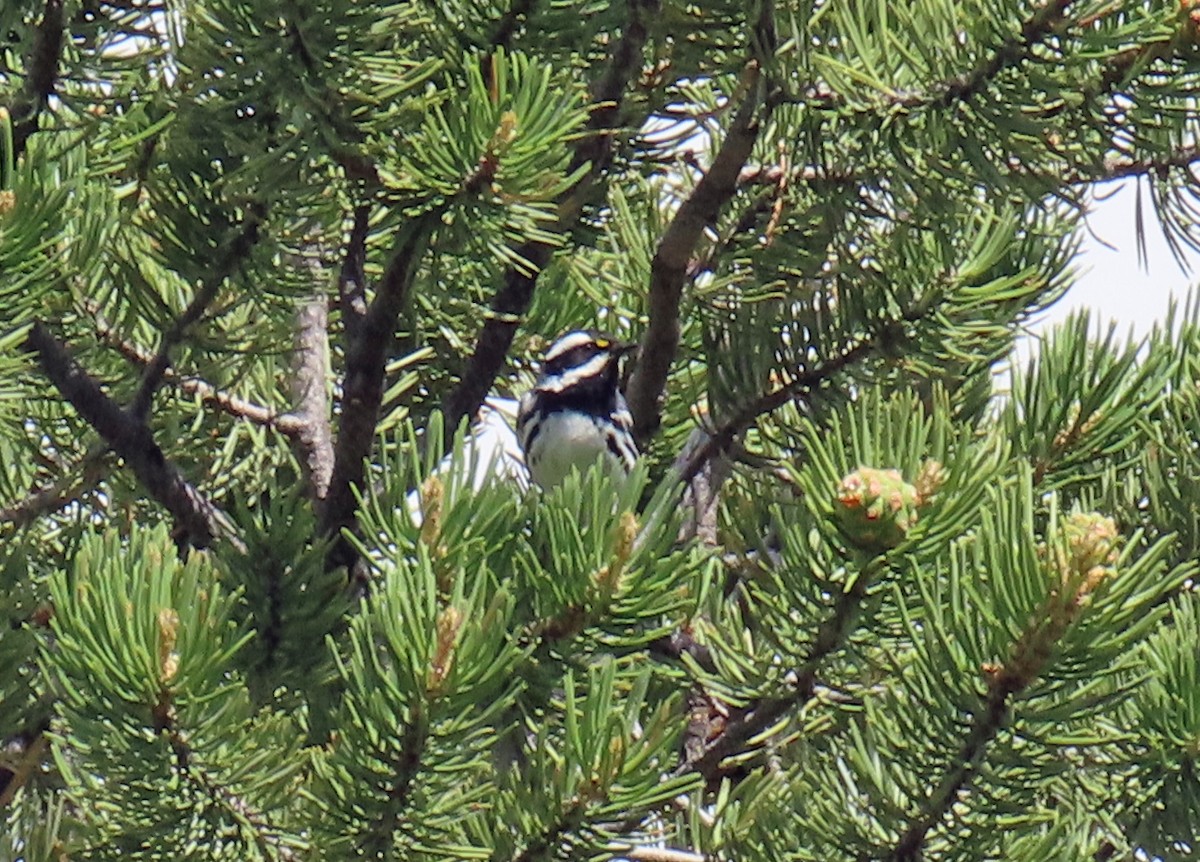 Black-throated Gray Warbler - ML620675213