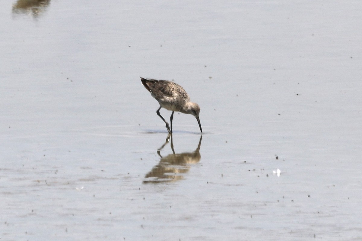 Willet - ML620675214