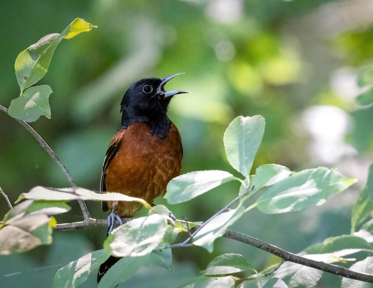 Orchard Oriole - ML620675215