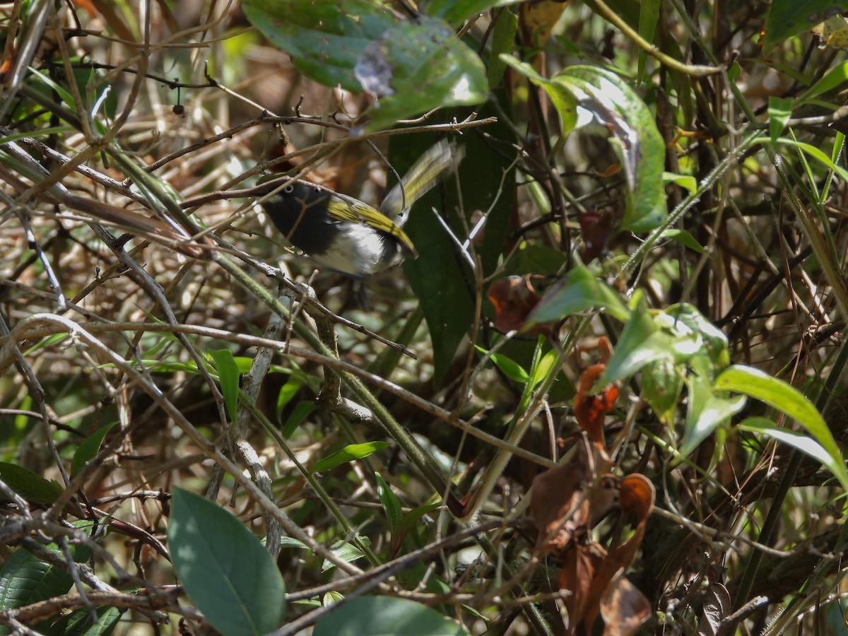 Slaty Vireo - Osvaldo Balderas San Miguel