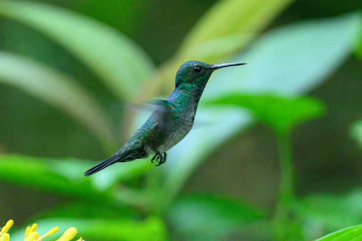 kolibřík fialovobřichý - ML620675220