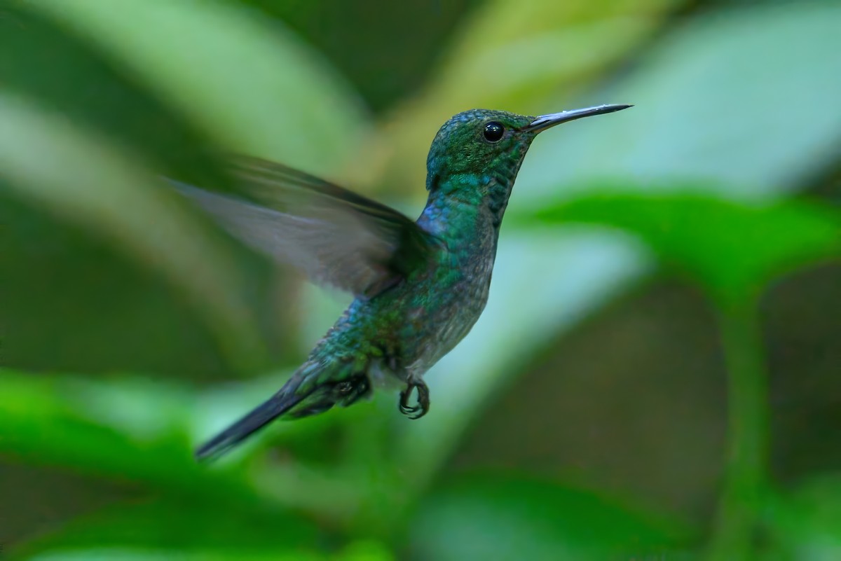 Violet-bellied Hummingbird - ML620675221