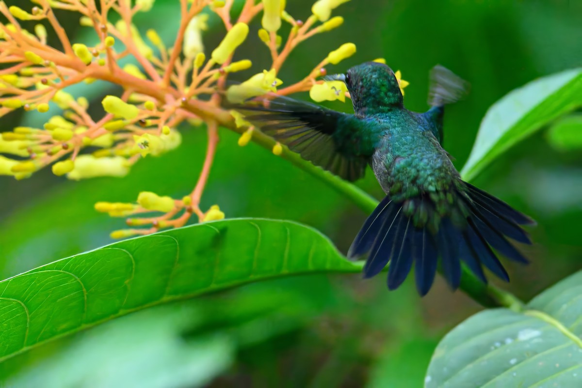 Violet-bellied Hummingbird - ML620675222