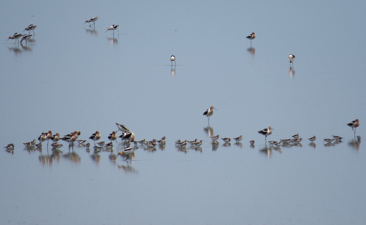 Phalarope de Wilson - ML620675223