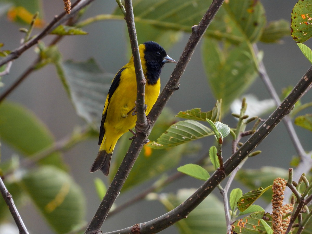 Black-headed Siskin - ML620675224