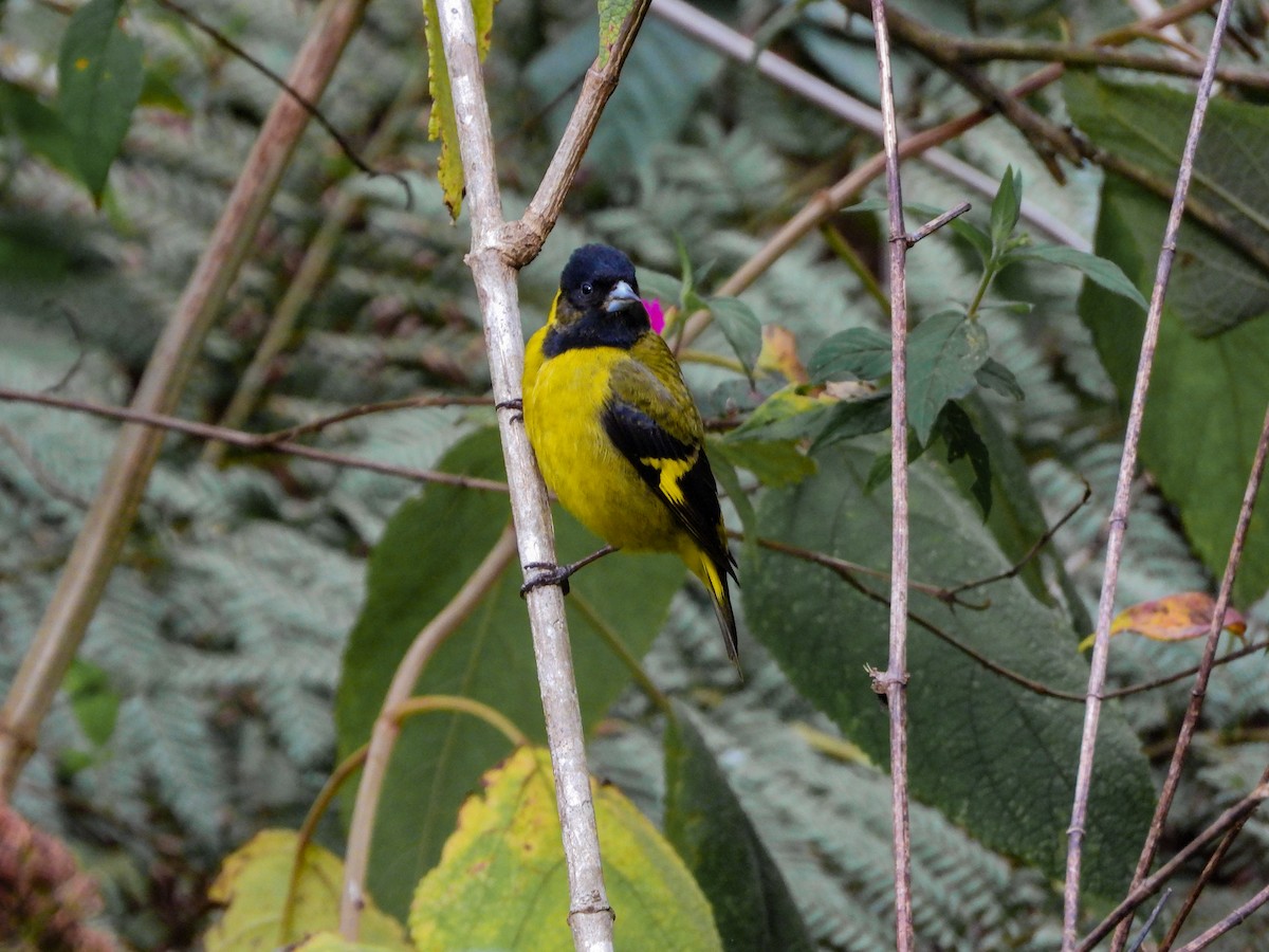 Black-headed Siskin - ML620675225